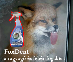 rókarudi